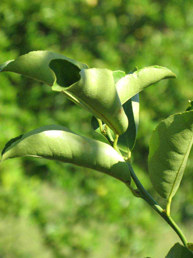              Sun leaves (Winter Haven, FL)       
